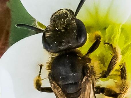 Lasioglossum sp.