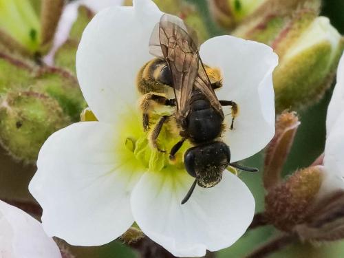 Lasioglossum sp.