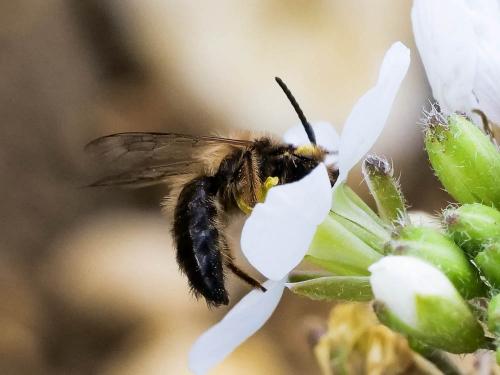 Andrena sp.
