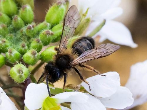 Andrena sp.