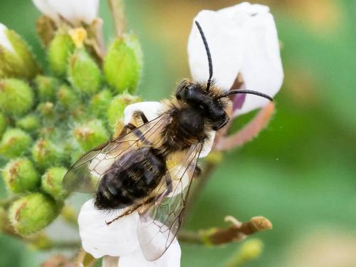 Andrena sp.