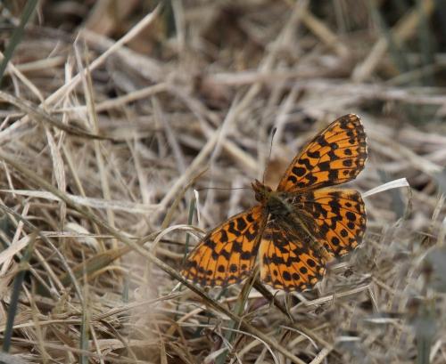 Réf. 247 405 : Boloria dia
