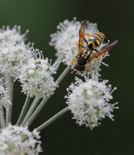 Polistes dominula