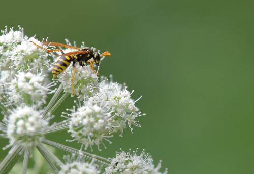 Polistes dominula