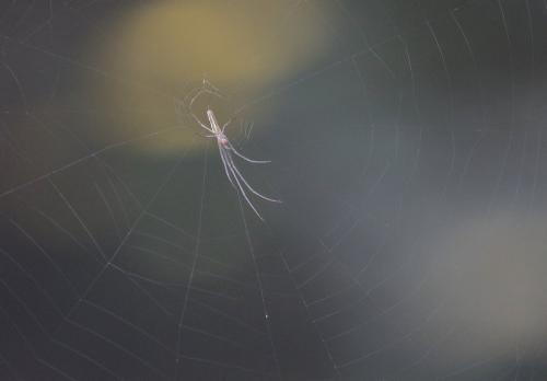 Tetragnatha sp.