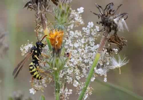 Polistes dominula