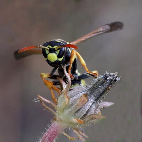Polistes dominula