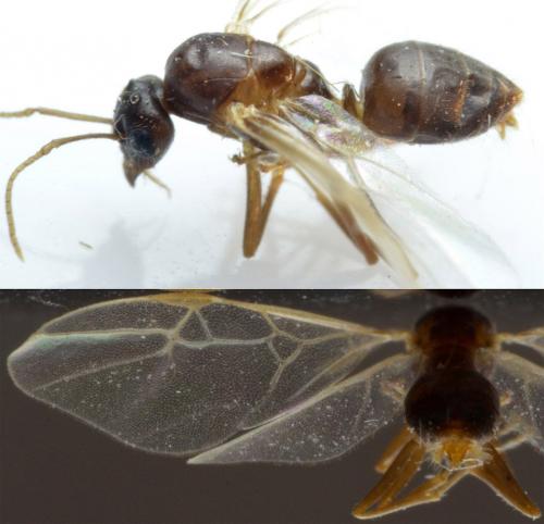 Réf. 247 753 : Lasius sp.