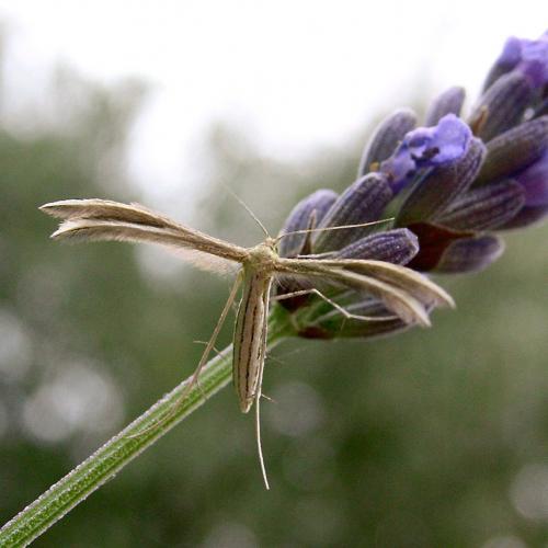 Réf. 247 179 : Merrifieldia sp.