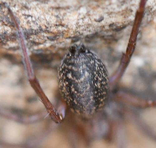Eratigena agrestis