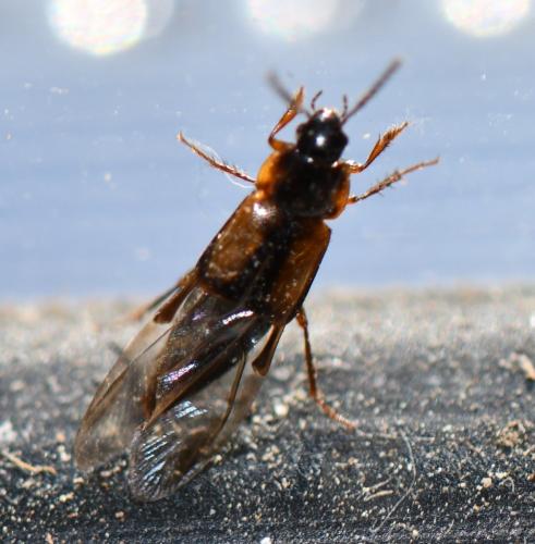 Tachinus subterraneus