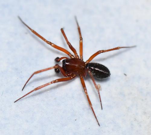 Réf. 247 400 : Macrargus rufus