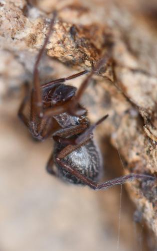 Eratigena agrestis