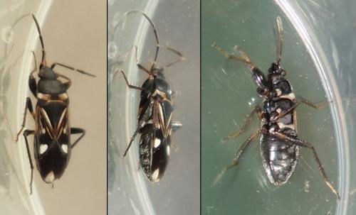 Raglius alboacuminatus