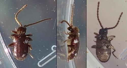 Réf. 247 245 : Ptinus sp.