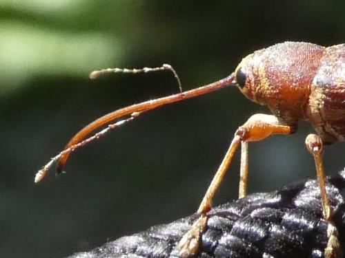 Curculio elephas