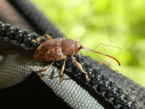 Réf. 247 241 : Curculio elephas