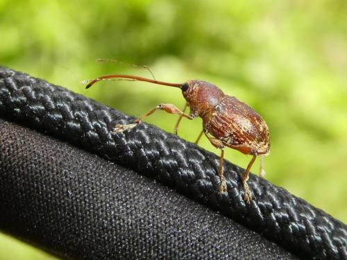 Curculio elephas