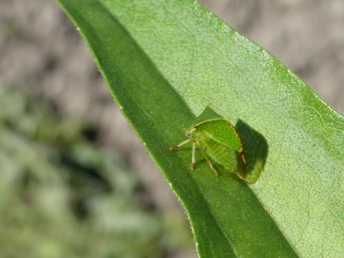 Réf. 247 183 : Stictocephala bisonia