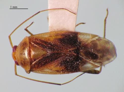 Neolygus omnivagus