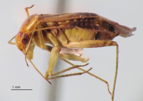 Neolygus omnivagus
