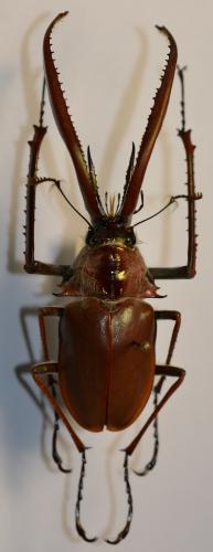 Chiasognathus grantii