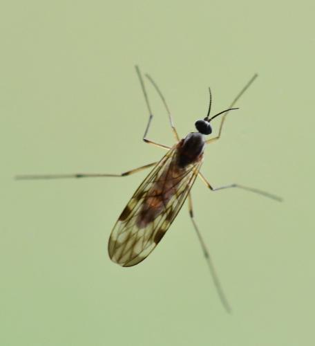 Sylvicola sp.
