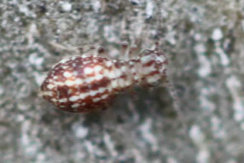 Cerobasis guestfalica