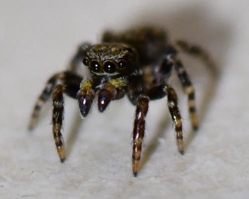 Réf. 247 091 : Pseudeuophrys erratica