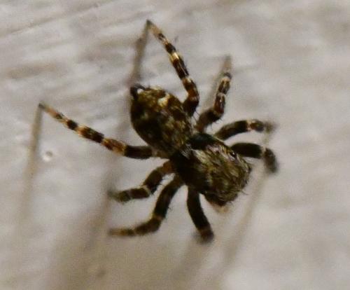 Pseudeuophrys erratica