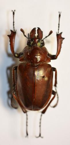 Chiasognathus grantii