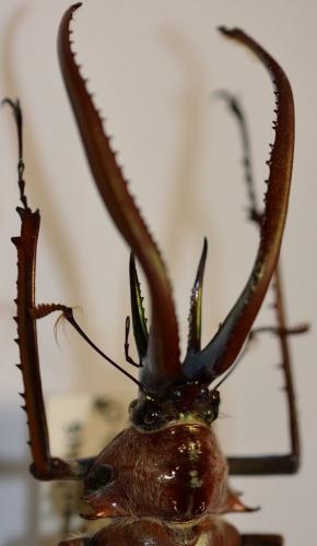 Chiasognathus grantii