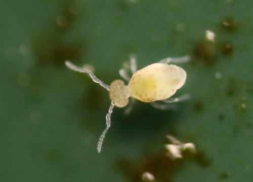 Arrhopalites microphthalmus