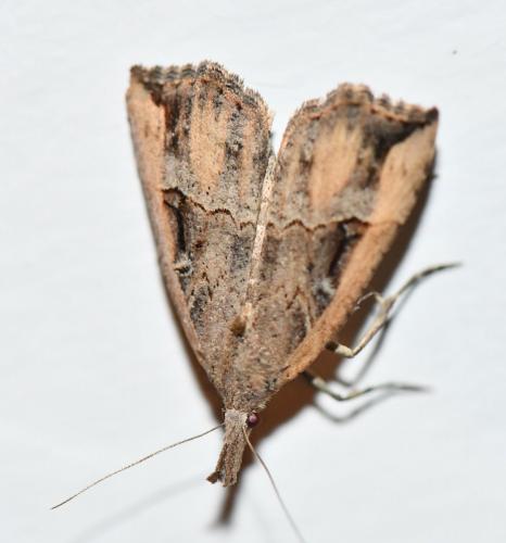 Hypena rostralis