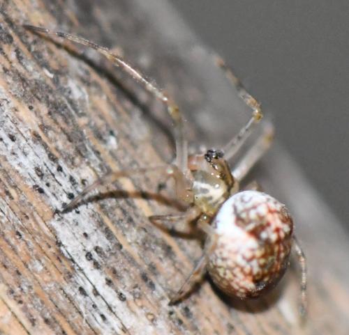 Metellina sp.