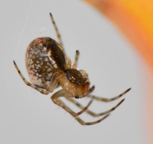Metellina sp.