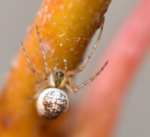 Metellina sp.