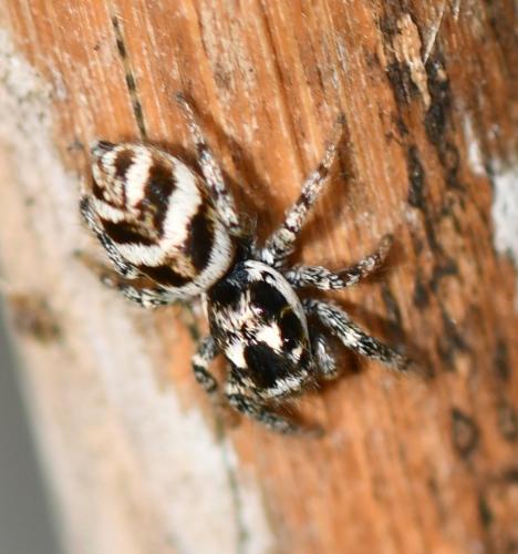 Salticus scenicus