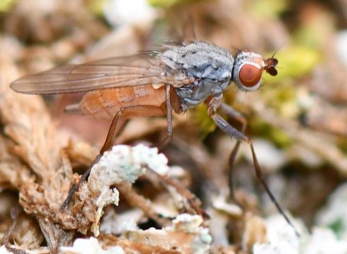 Réf. 247 992 : Tephrochlamys rufiventris