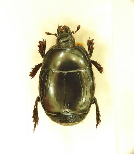 Margarinotus terricola