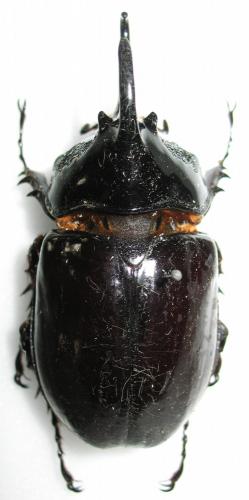 Réf. 247 030 : Augosoma centaurus