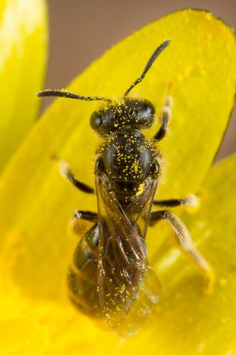 Réf. 247 969 : Lasioglossum sp.