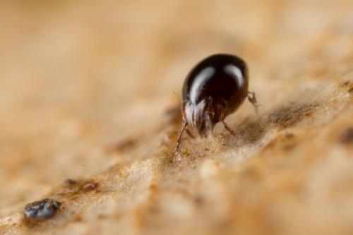 Réf. 247 483 : Achipteria nitens