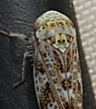 Réf. 247 203 : Allygus mixtus