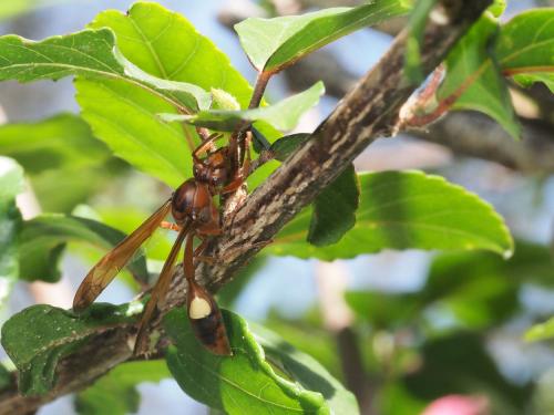Réf. 247 845 : Belonogaster sp.