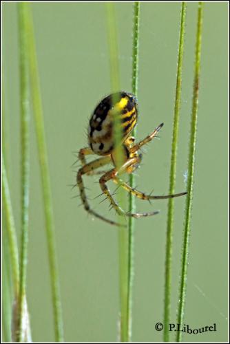 Mangora acalypha
