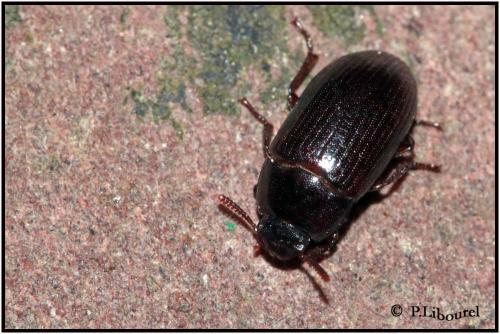 Alphitobius diaperinus