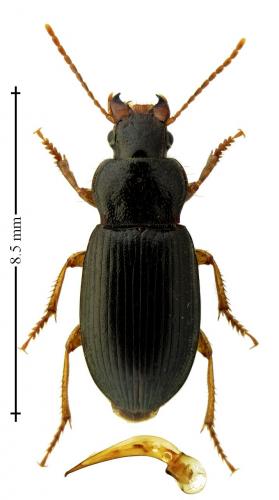 Réf. 247 002 : Ophonus rufibarbis