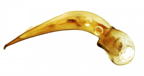 Réf. 247 003 : Ophonus rufibarbis