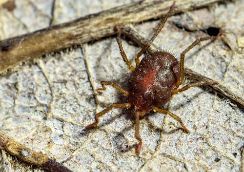 Erythraeus sp.